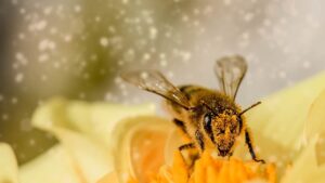 Mutatjuk a méhész szakmát: Lehet-e főállás és hol lehet tanulni?