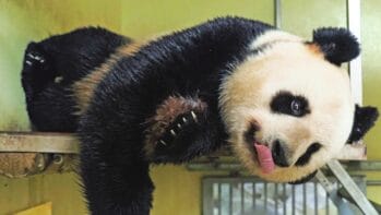 FRANCE-CHINA-ANIMAL-ZOO-PANDA