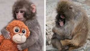 A kísérlet, amely szétverte a „ne vedd ölbe” korszak illúzióját