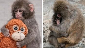 A kísérlet, amely szétverte a „ne vedd ölbe” korszak illúzióját viral-monkey-punch-echoes-of-harlow-s-comfort-expe